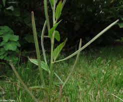 Attēlu rezultāti vaicājumam “Epilobium roseum leaf”