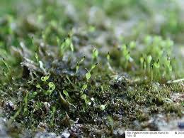 Attēlu rezultāti vaicājumam “Seligeria donniana”