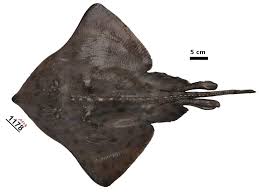 Image result for Megatrygon microps