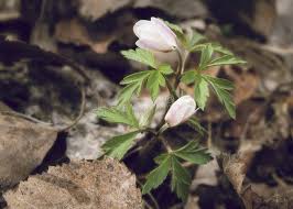 Attēlu rezultāti vaicājumam “Anemone nemorosa bud”