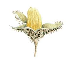 Attēlu rezultāti vaicājumam “Fagus sylvatica fruit”