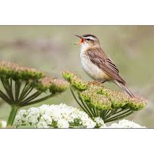 Attēlu rezultāti vaicājumam “Acrocephalus schoenobaenus”