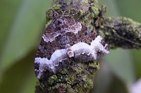 Attēlu rezultāti vaicājumam “Euphyia unangulata”