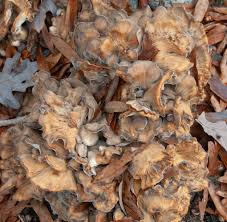 Attēlu rezultāti vaicājumam “Grifola frondosa”