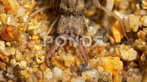 Attēlu rezultāti vaicājumam “Myrmeleontidae larva”