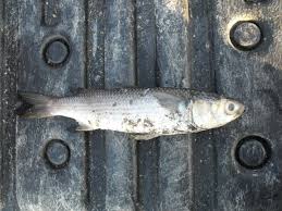 Image result for Chelon labrosus