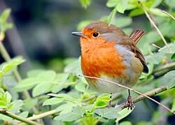 Attēlu rezultāti vaicājumam “Erithacus rubecula adult”