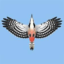 Attēlu rezultāti vaicājumam “Dendrocopos leucotos”