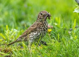 Attēlu rezultāti vaicājumam “Turdus philomelos nest”