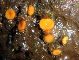 Attēlu rezultāti vaicājumam “Physarum viride var. aurantium”