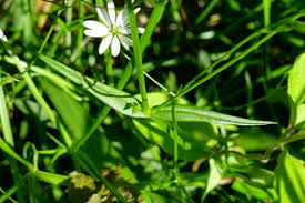 Attēlu rezultāti vaicājumam “Stellaria holostea leaf”