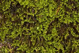 Attēlu rezultāti vaicājumam “Campyliadelphus elodes”