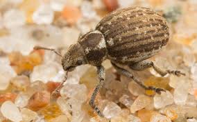 Attēlu rezultāti vaicājumam “Philopedon plagiatum”