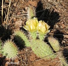 Image result for Cactaceae