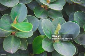 Attēlu rezultāti vaicājumam “Arctostaphylos uva-ursi leaf”