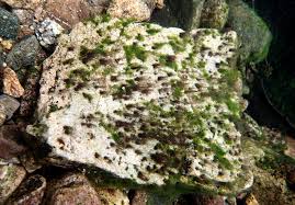 Attēlu rezultāti vaicājumam “Lemanea fluviatilis”