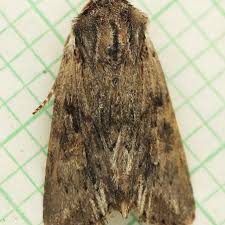 Attēlu rezultāti vaicājumam “Aphis confusa”