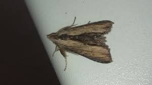 Attēlu rezultāti vaicājumam “Shargacucullia scrophulariae”