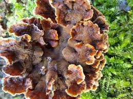 Attēlu rezultāti vaicājumam “Cribraria rubiginosa”