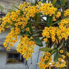 Attēlu rezultāti vaicājumam “Chrysotoxum sp.”