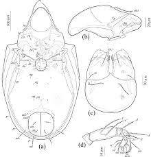 Attēlu rezultāti vaicājumam “Belbodamaeus sp.”