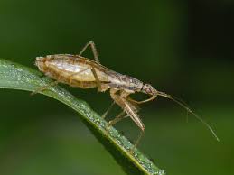 Attēlu rezultāti vaicājumam “Nabis limbatus”