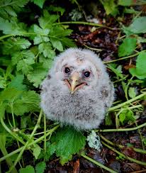 Image result for Strix aluco