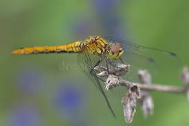 Attēlu rezultāti vaicājumam “Sympetrum vulgatum female”