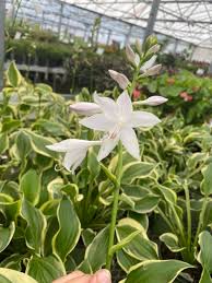 Attēlu rezultāti vaicājumam “Hosta sp. flower”