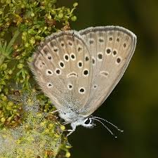 Attēlu rezultāti vaicājumam “Maculinea alcon female”