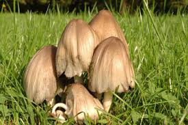 Attēlu rezultāti vaicājumam “Coprinus atramentarius”