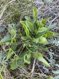 Attēlu rezultāti vaicājumam “Ononis arvensis”