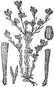 Attēlu rezultāti vaicājumam “Filago arvensis”