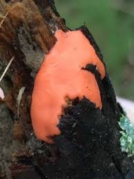 Attēlu rezultāti vaicājumam “Dictydiaethalium plumbeum”