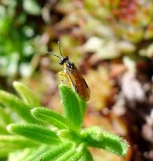 Attēlu rezultāti vaicājumam “Nematus ribesii”