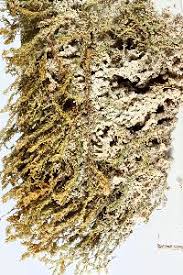 Attēlu rezultāti vaicājumam “Didymodon tophaceus”