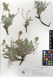 Attēlu rezultāti vaicājumam “Cribraria oregana”