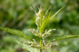 Attēlu rezultāti vaicājumam “Urtica dioica”