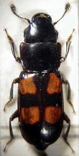 Attēlu rezultāti vaicājumam “Glischrochilus quadripunctatus”