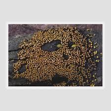 Attēlu rezultāti vaicājumam “Physarum contextum spores”