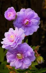 Image result for Geranium `Summer Skies`
