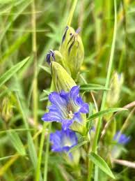Attēlu rezultāti vaicājumam “Gentiana pneumonanthe flower”