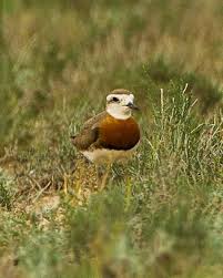 Image result for Charadrius asiaticus