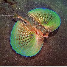 Image result for Dactylopterus volitans