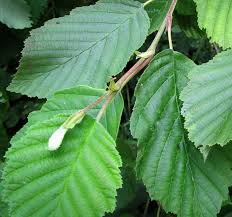 Attēlu rezultāti vaicājumam “Alnus incana leaf”