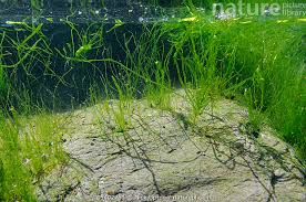 Attēlu rezultāti vaicājumam “Enteridium olivaceum young”