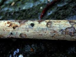 Attēlu rezultāti vaicājumam “Vuilleminia comedens”