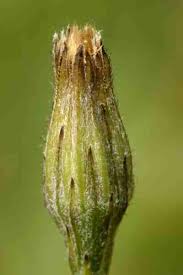 Attēlu rezultāti vaicājumam “Hypochaeris radicata fruit”