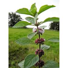 Attēlu rezultāti vaicājumam “Mentha arvensis flower”