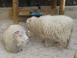 Attēlu rezultāti vaicājumam “Ovis aries juvenile”